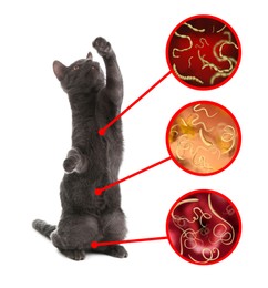 Image of Cute cat and illustration of helminths under microscope on white background. Parasites in animal