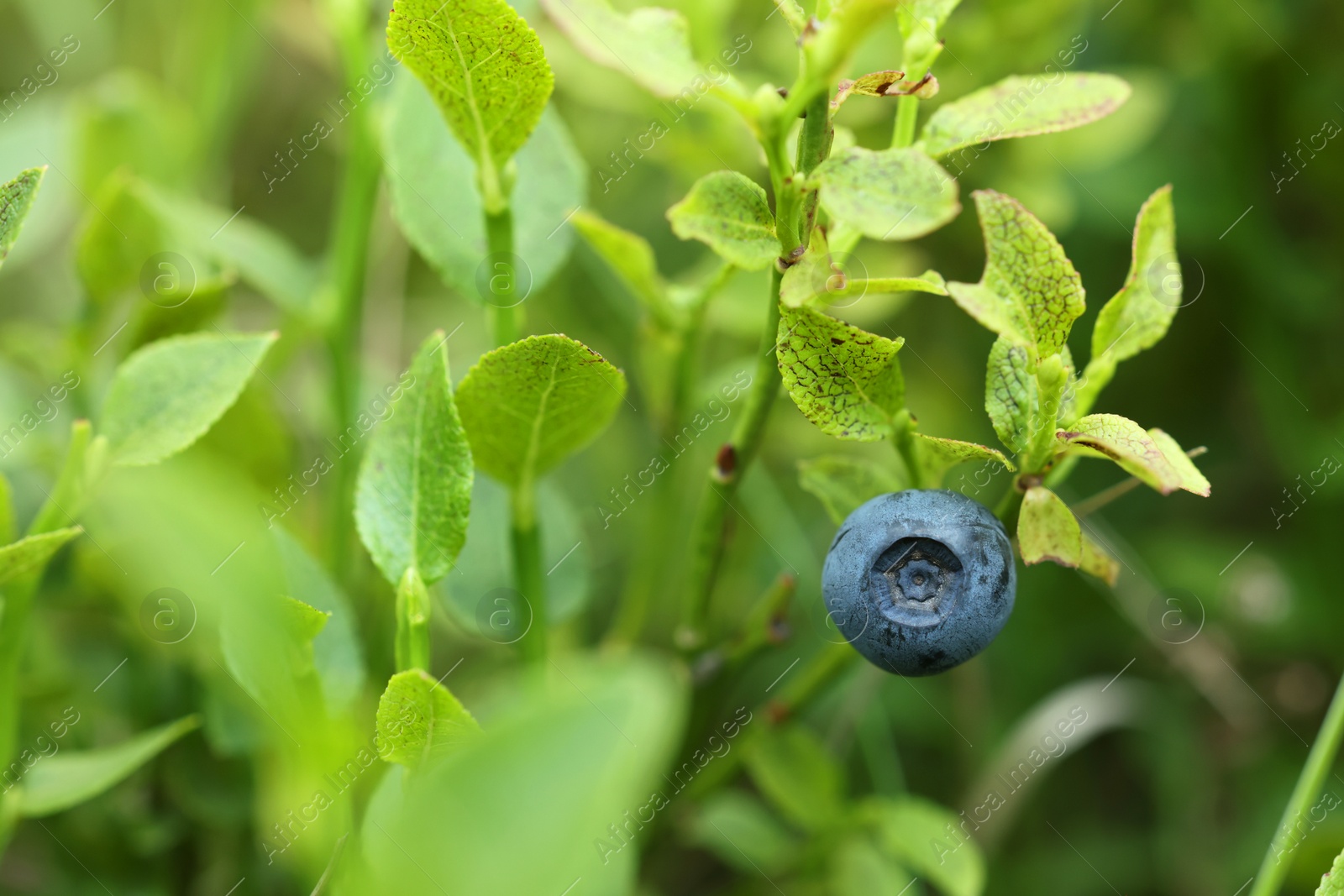 Photo of Ripe bilberry growing in forest, closeup. Space for text