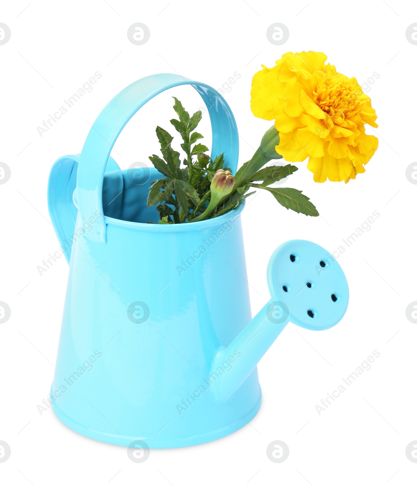 Photo of Beautiful marigold flower in watering can isolated on white