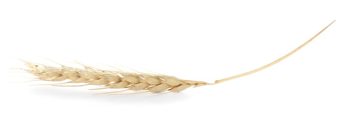 Photo of One ear of wheat isolated on white