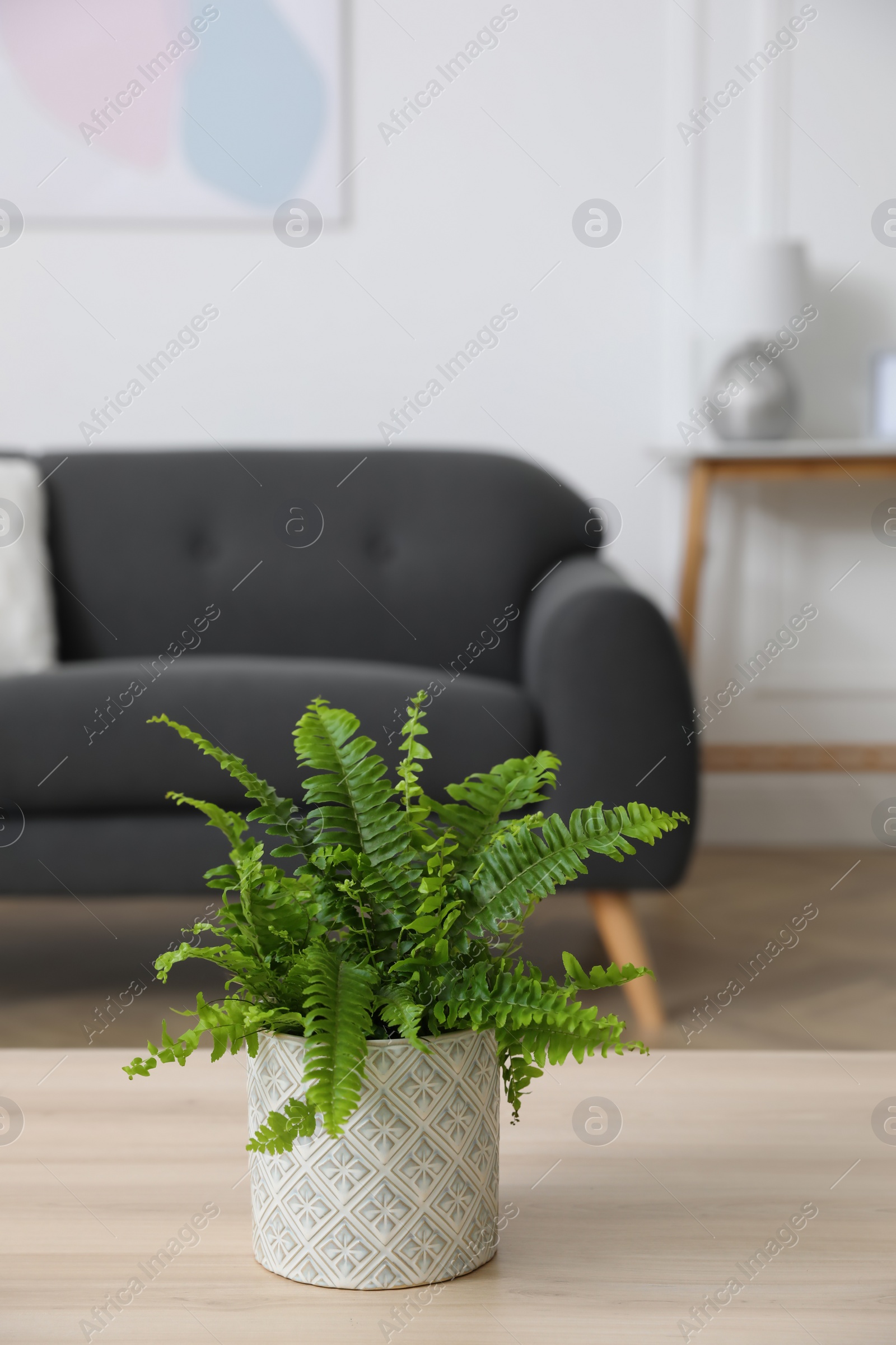 Photo of Beautiful green fern on wooden table in living room