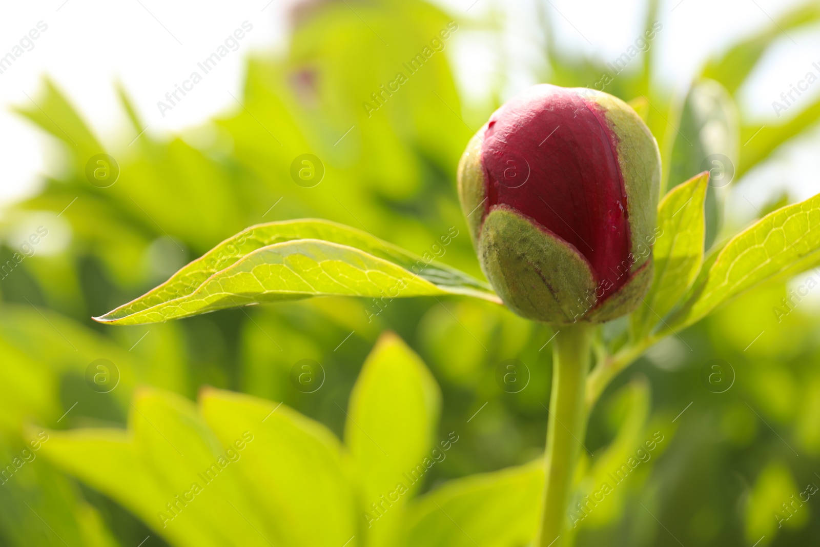 Photo of Beautiful red peony bud outdoors on spring day, closeup