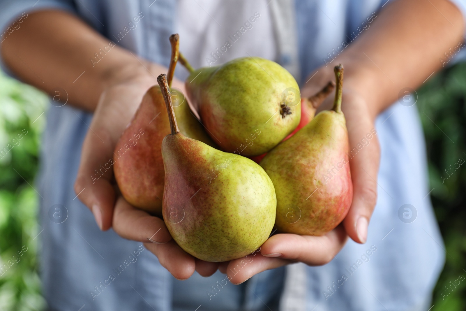 Photo of Farmer holding fresh ripe pears outdoors, closeup