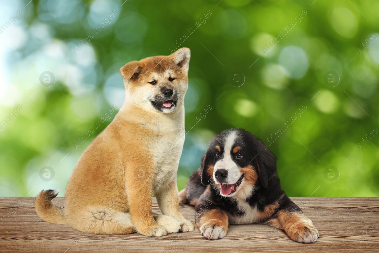 Image of Cute puppies on wooden surface outdoors, bokeh effect. Adorable pets