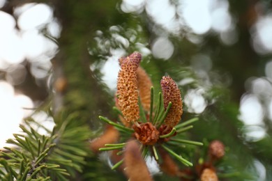 Beautiful branch of coniferous tree, closeup view
