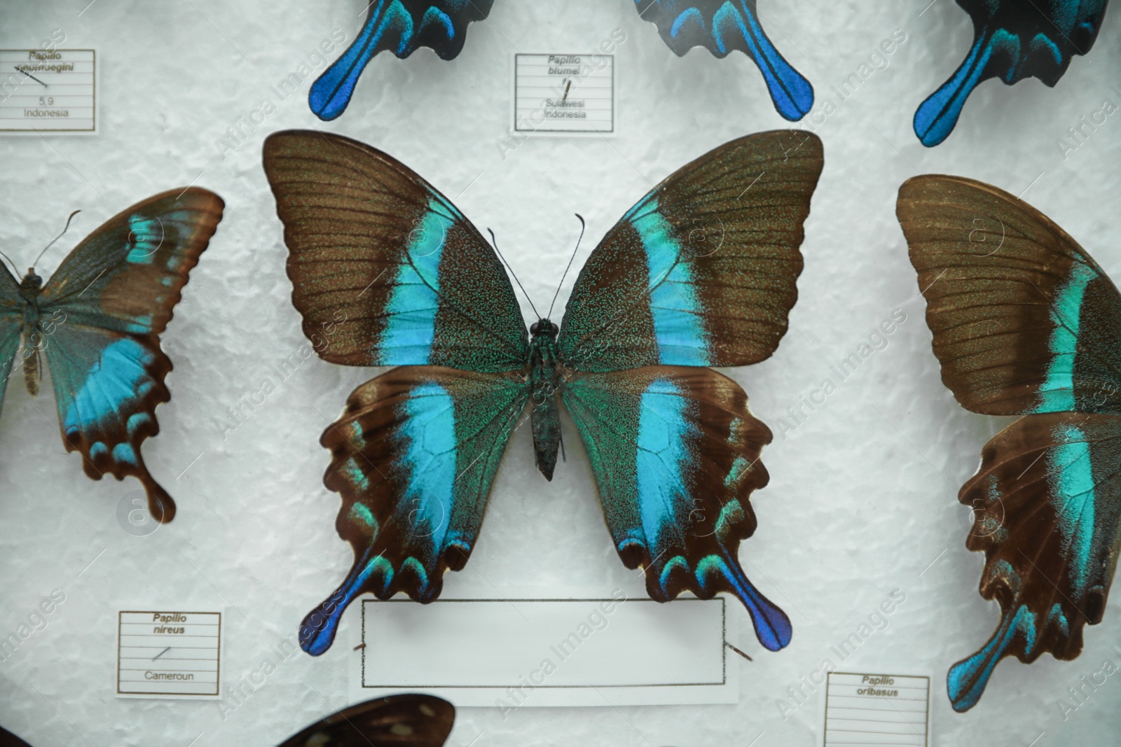 Photo of Beautiful Papilio blumei butterfly on white background