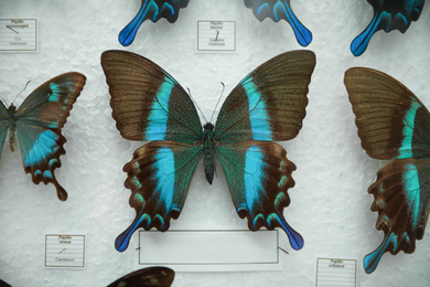 Photo of Beautiful Papilio blumei butterfly on white background