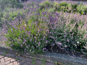 Photo of Beautiful lavender flowers growing on city street