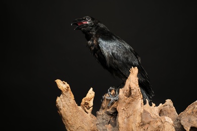 Beautiful common raven perched on wood against dark background