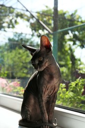 Photo of Adorable black Sphinx cat sitting on windowsill indoors