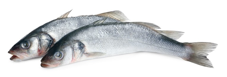 Photo of Fresh sea bass fish on white background