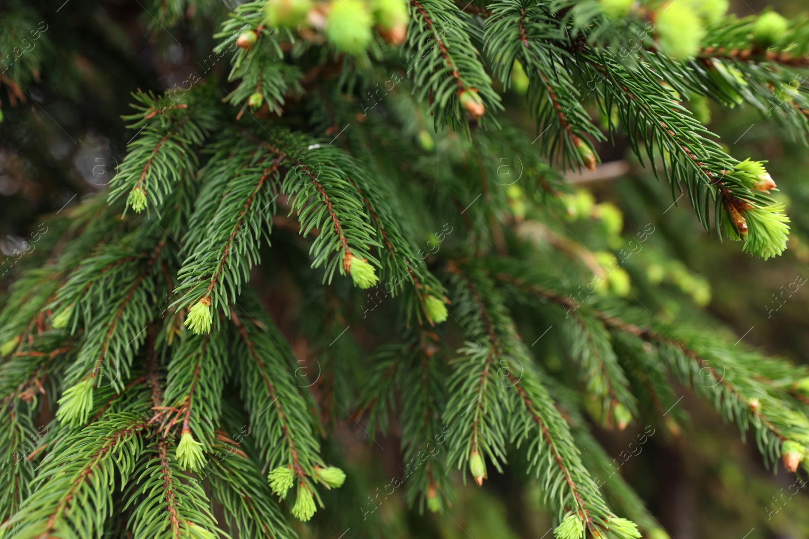 Photo of Closeup view of beautiful conifer tree with green branches