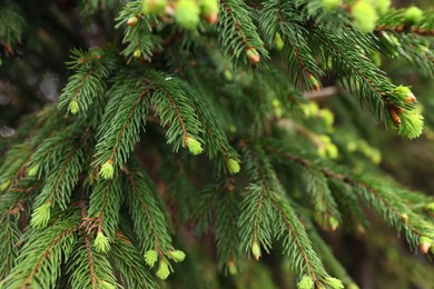 Closeup view of beautiful conifer tree with green branches