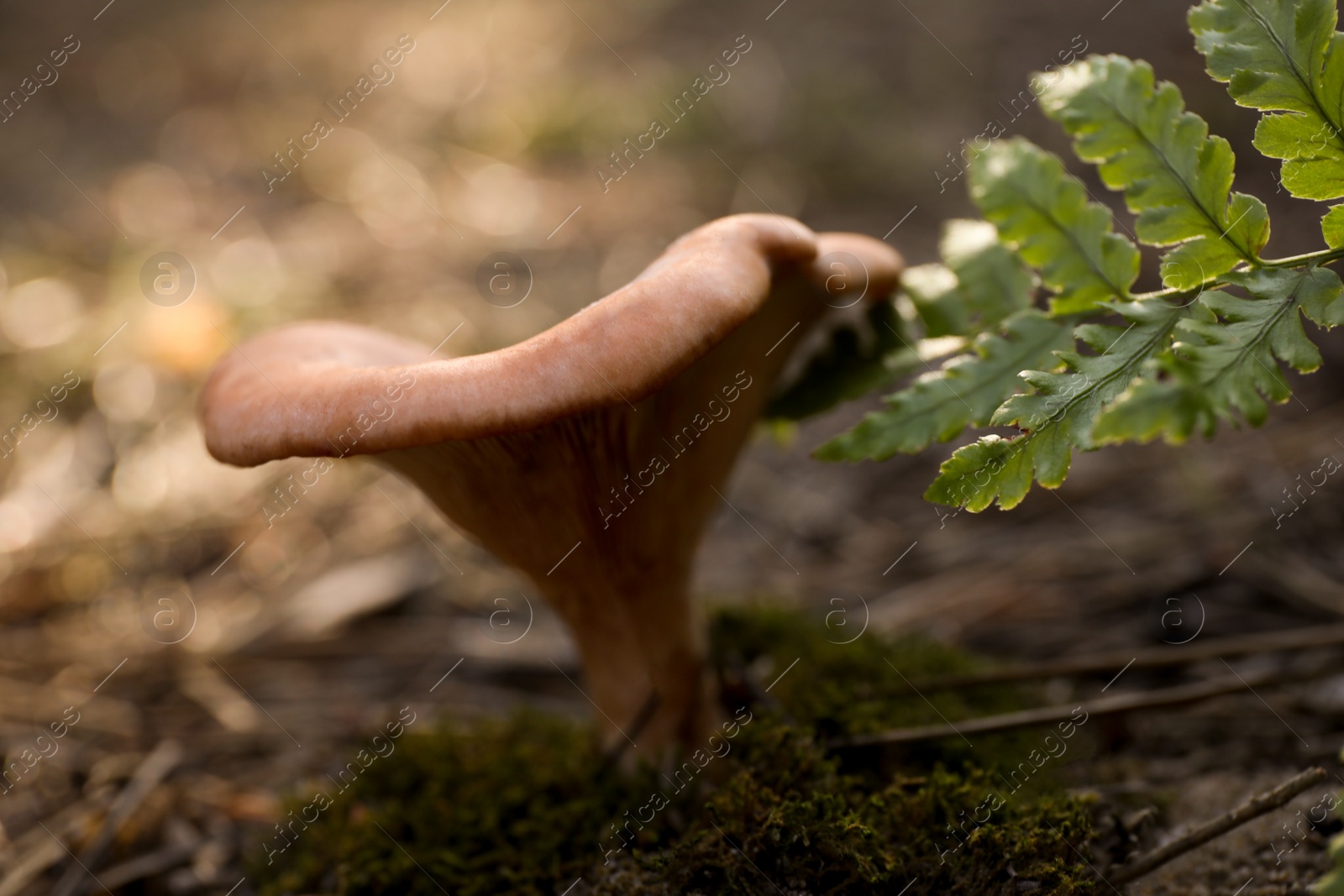 Photo of Fresh wild mushroom growing in forest, closeup view