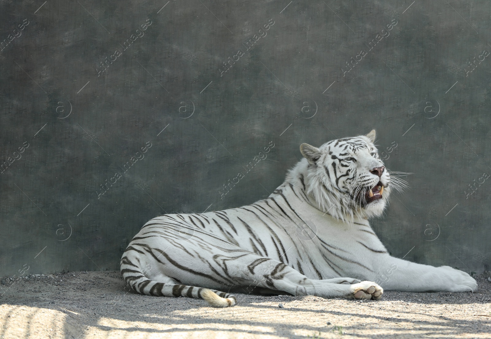 Photo of Bengal white tiger in zoo on sunny day