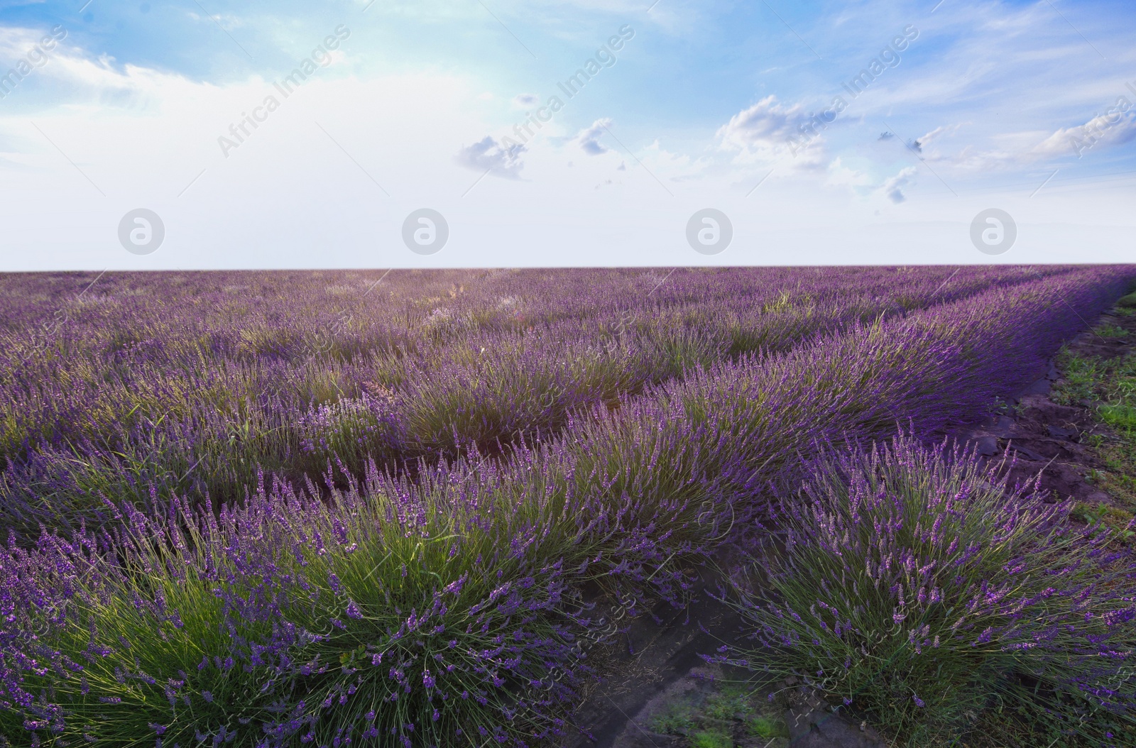 Photo of Picturesque view of beautiful blooming lavender field