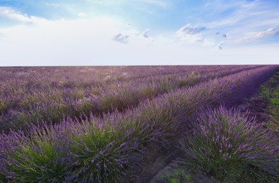 Photo of Picturesque view of beautiful blooming lavender field