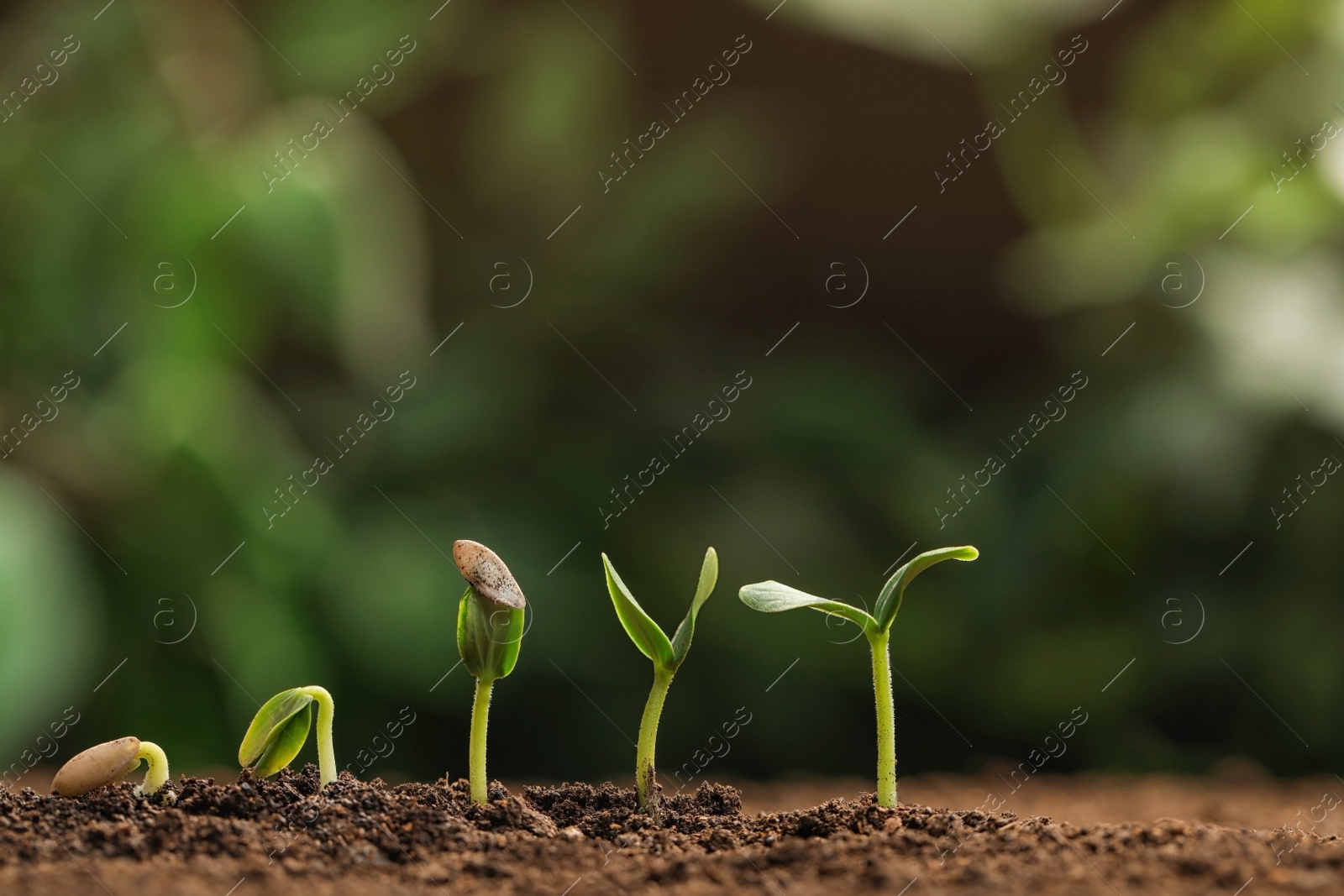 Photo of Little green seedlings growing in fertile soil against blurred background. Space for text