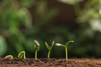 Photo of Little green seedlings growing in fertile soil against blurred background. Space for text