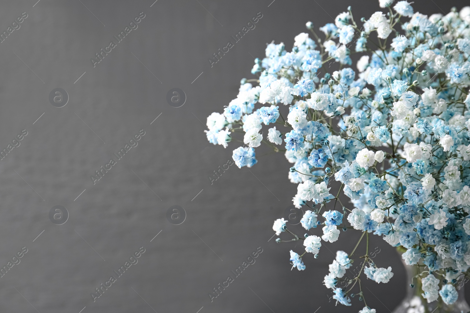 Photo of Beautiful dyed gypsophila flowers on dark grey background, closeup. Space for text