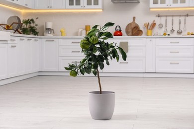 Potted bergamot tree with ripe fruits on floor in kitchen
