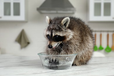 Cute raccoon playing with bowl of water on kitchen table