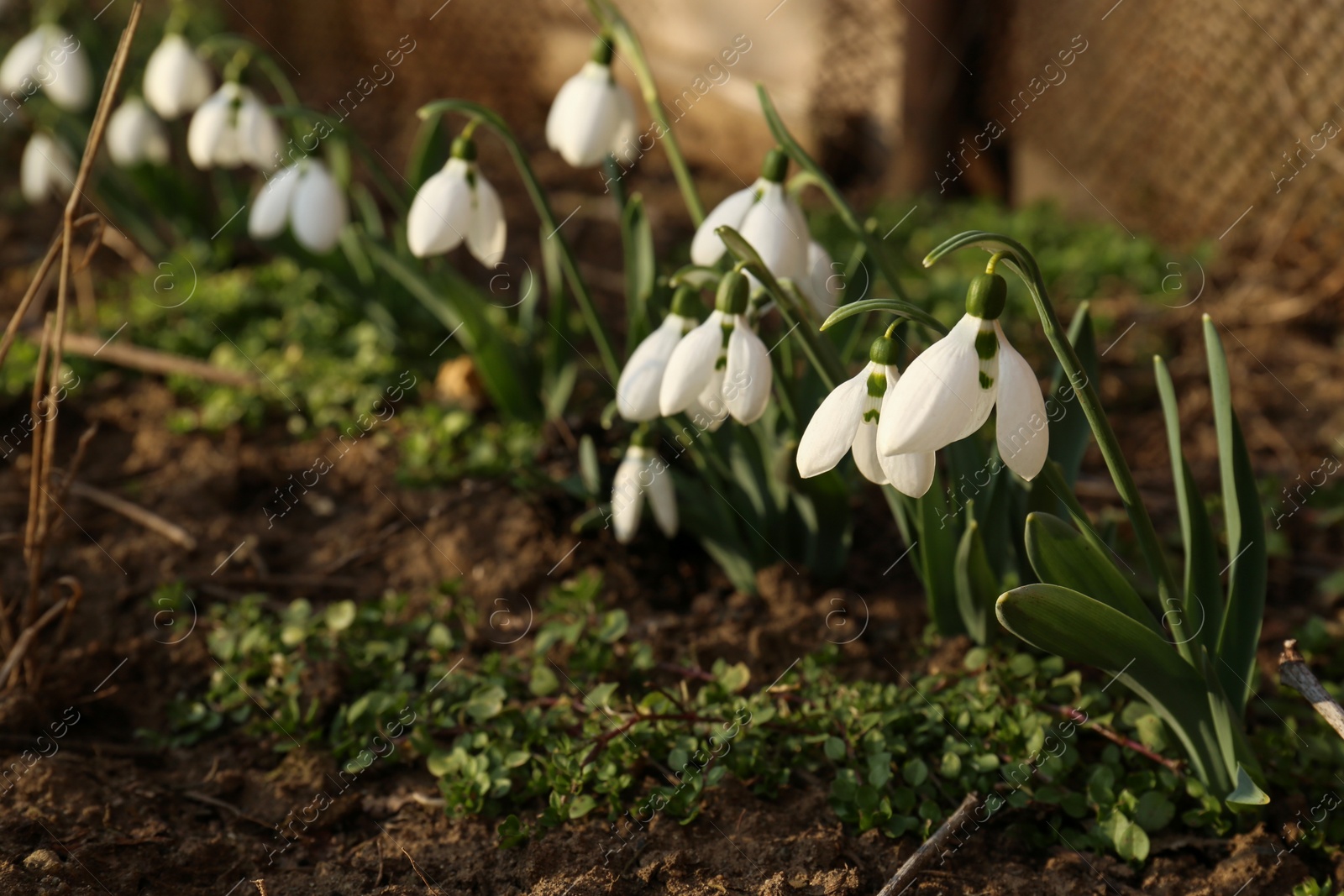 Photo of Beautiful blooming snowdrops growing outdoors. Spring flowers