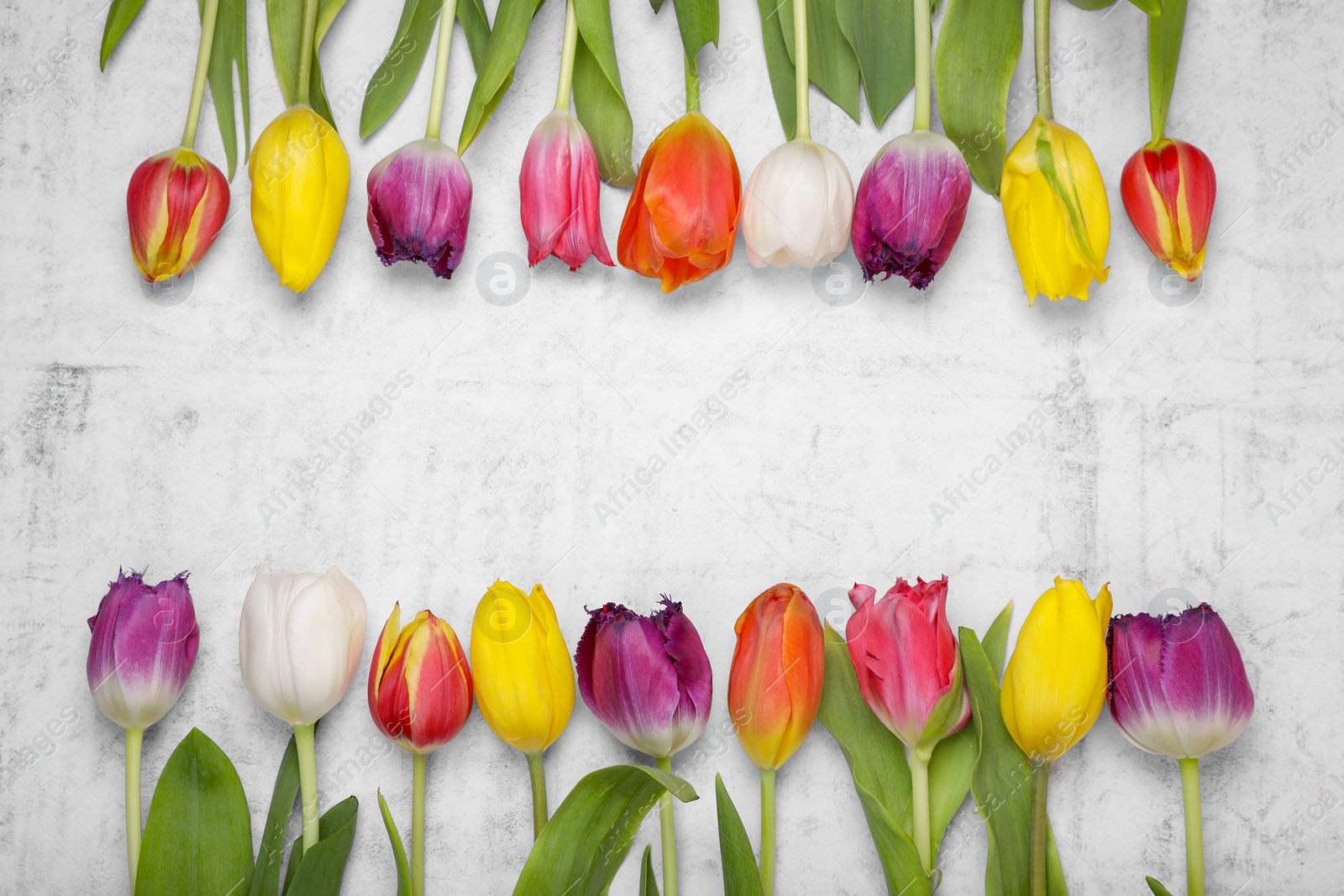 Photo of Beautiful colorful tulip flowers on white stone background, flat lay. Space for text