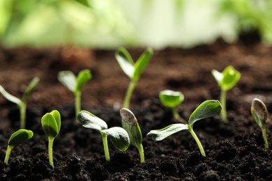 Photo of Young vegetable seedlings growing in soil outdoors, space for text