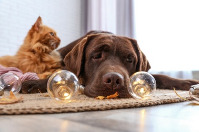 Photo of Cute cat and dog with fairy lights lying on floor indoors. Warm and cozy winter