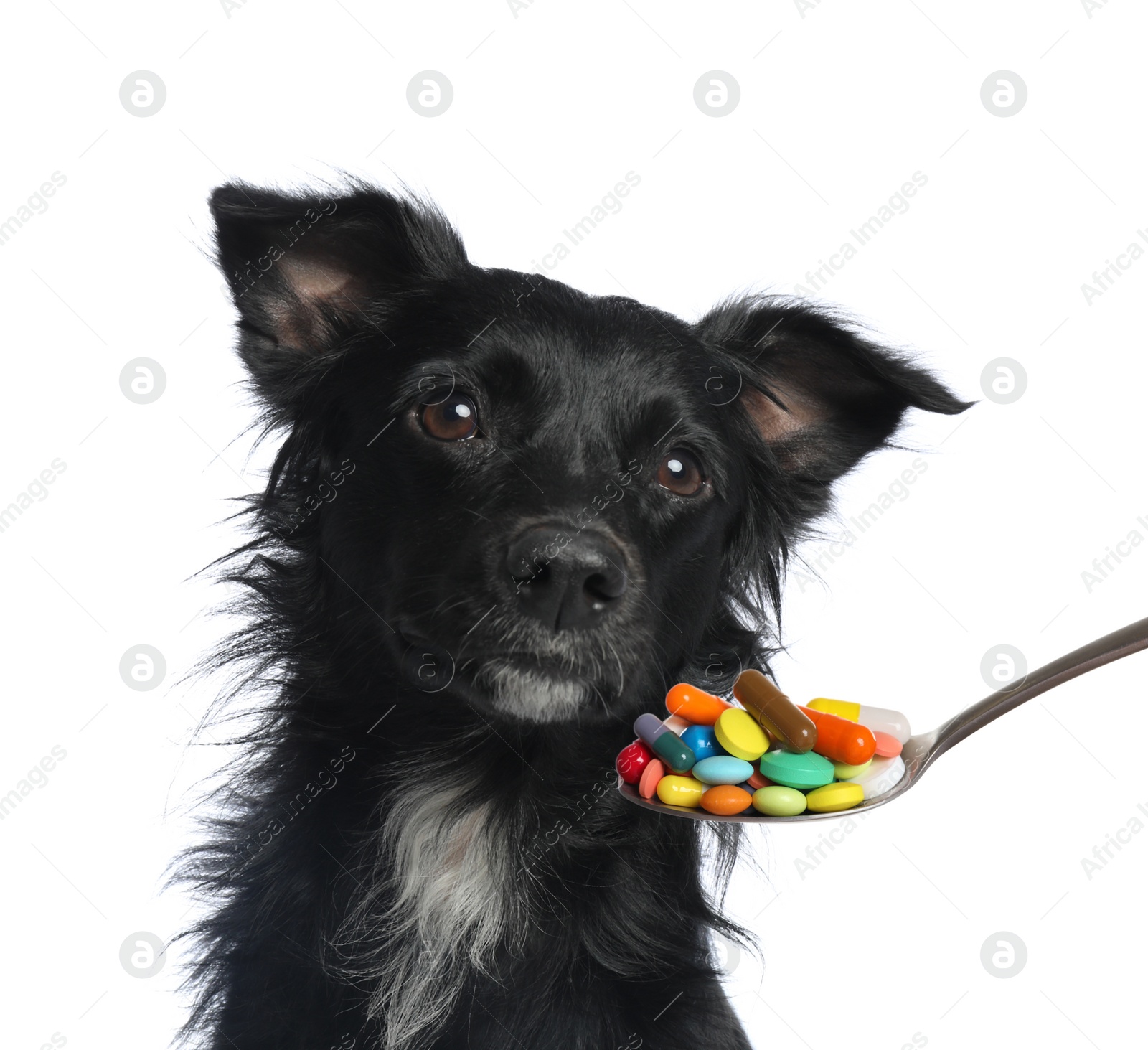 Image of Adorable black dog and spoon full of different pills on white background. Vitamins for animal 