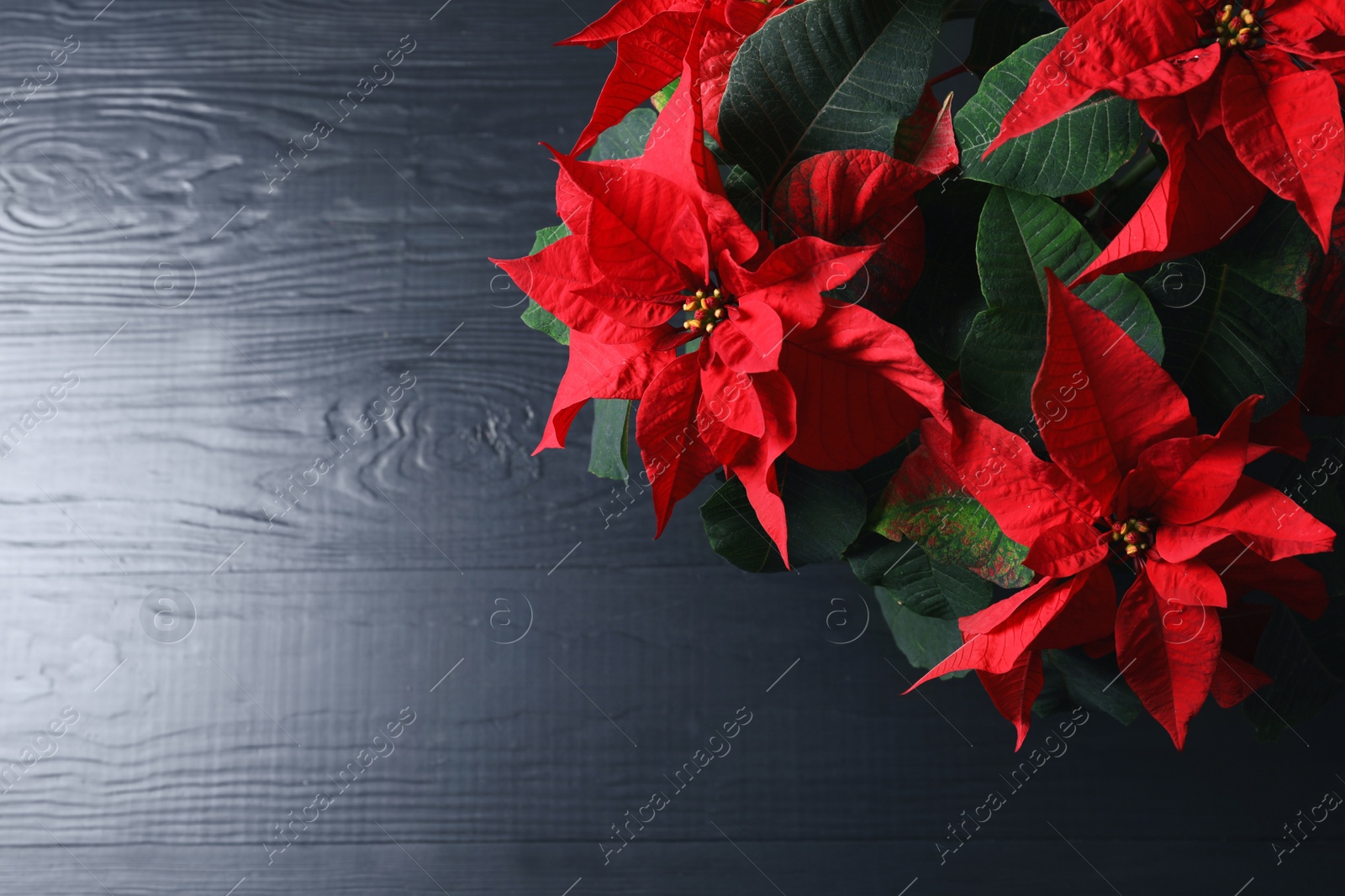 Photo of Poinsettia (traditional Christmas flower) on wooden table, top view. Space for text