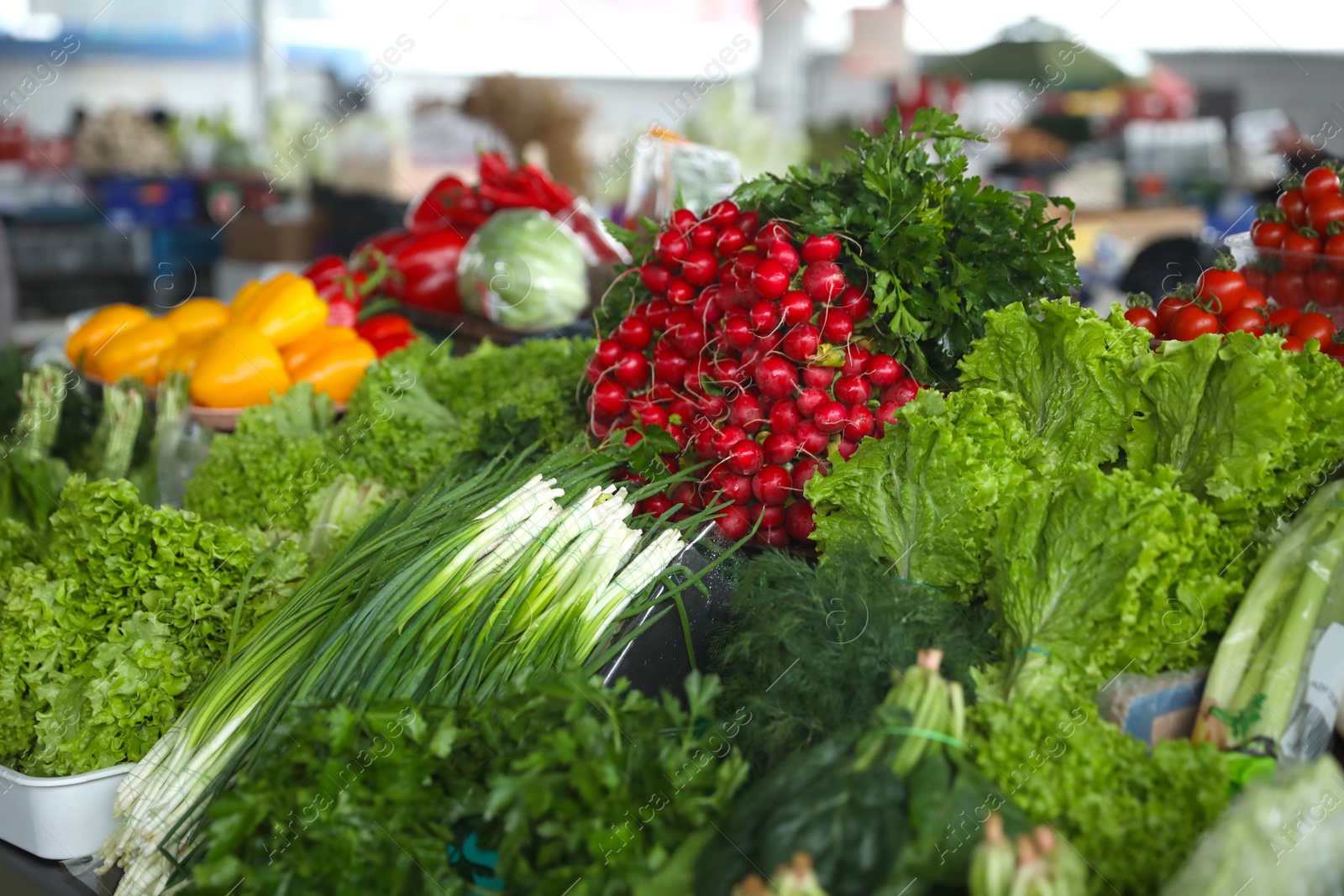 Photo of Fresh ripe vegetables and herbs on counter at wholesale market