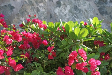 Photo of Beautiful tropical plants with flowers outdoors on sunny day