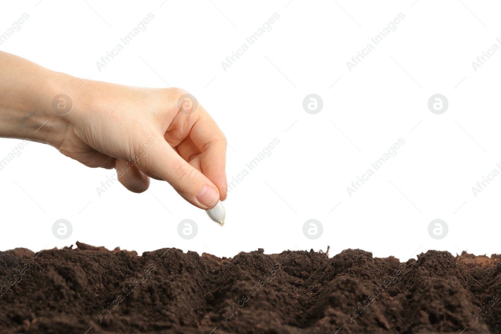 Photo of Woman putting pumpkin seed into fertile soil against white background, closeup. Vegetable planting