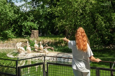 Little girl watching wild white pelicans in zoo, back view