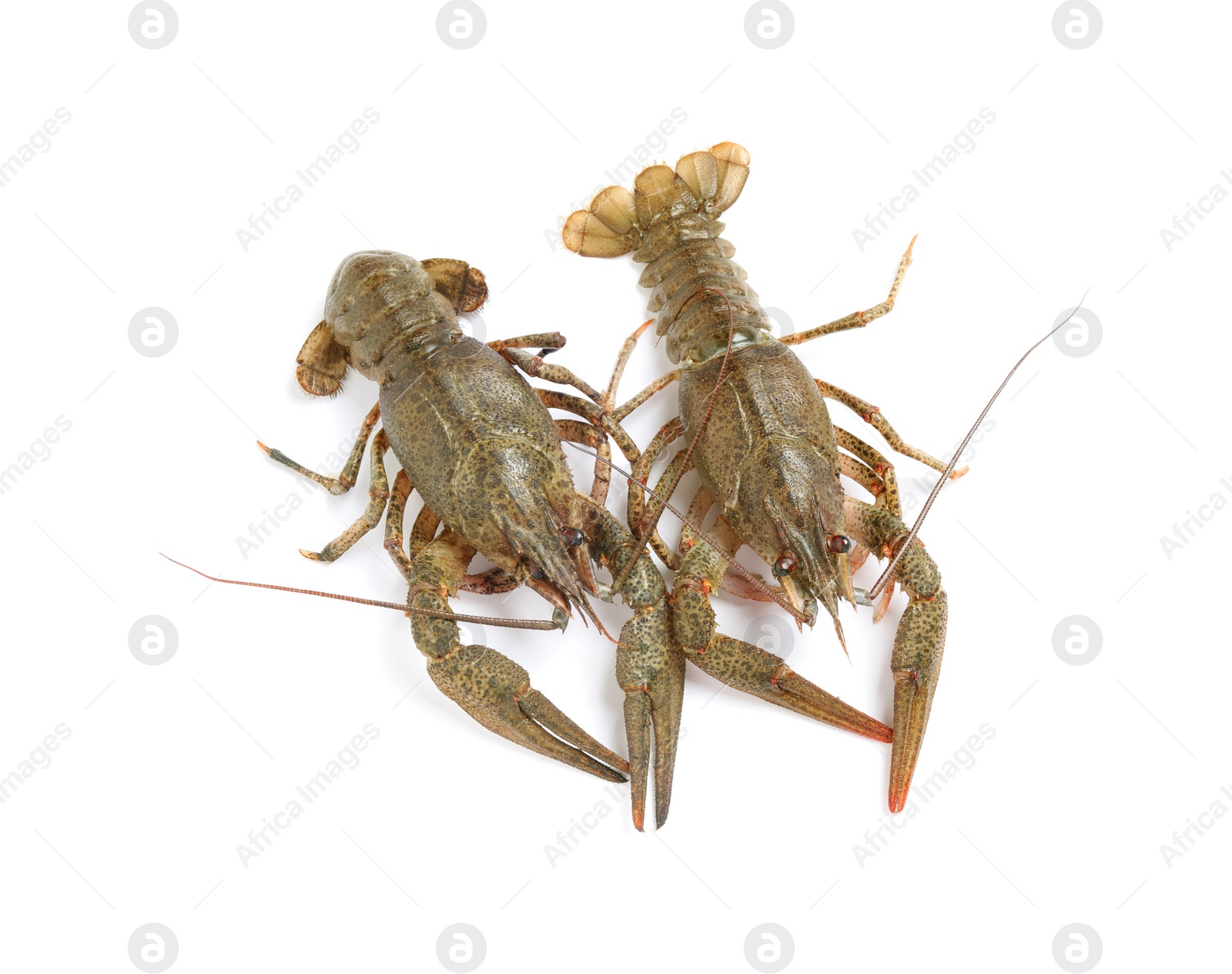 Photo of Fresh raw crayfishes isolated on white, top view. Healthy seafood