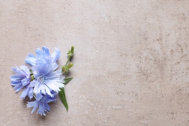 Photo of Beautiful chicory flowers on beige background, top view. Space for text