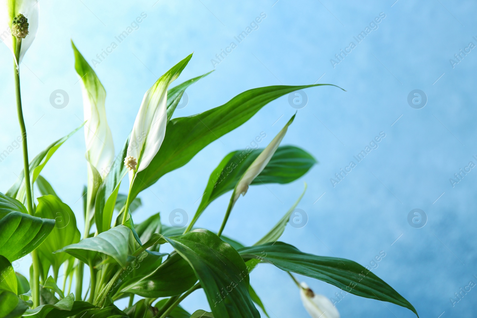 Photo of Flowers and leaves of peace lily on color background, closeup. Space for text