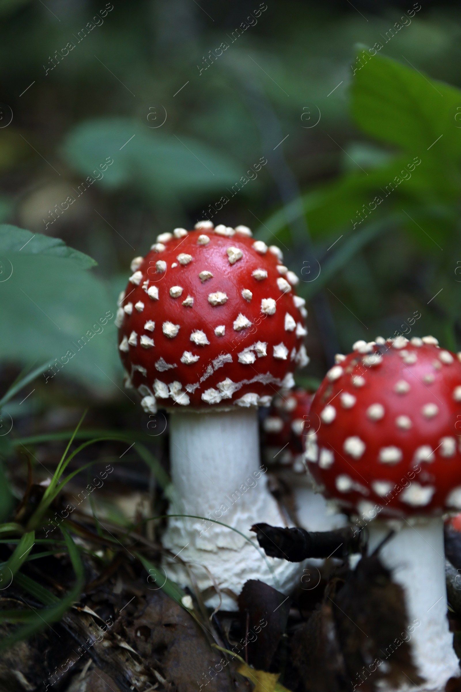 Photo of Fresh wild mushrooms growing in forest, closeup