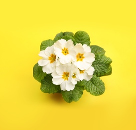 Photo of Beautiful primula (primrose) plant with white flowers on yellow background, top view. Spring blossom