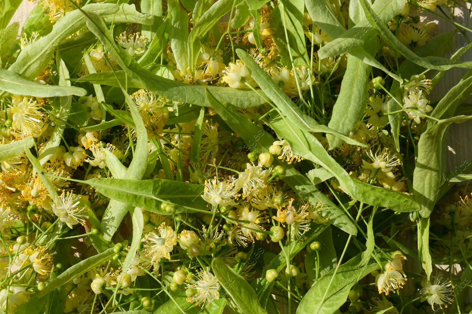 Photo of Beautiful linden blossoms and green leaves as background, top view