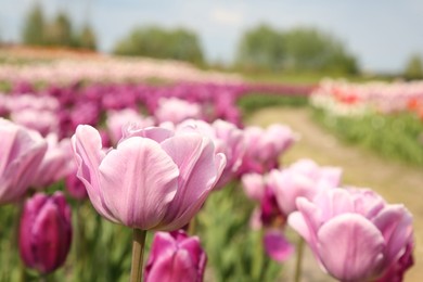Photo of Beautiful tulip flowers growing in field, closeup. Space for text