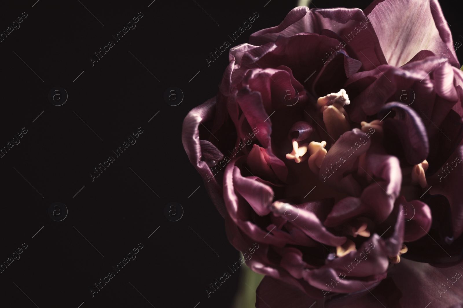 Photo of Beautiful fresh tulip on black background, closeup. Floral card design with dark vintage effect