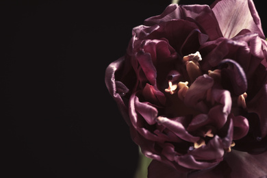 Beautiful fresh tulip on black background, closeup. Floral card design with dark vintage effect