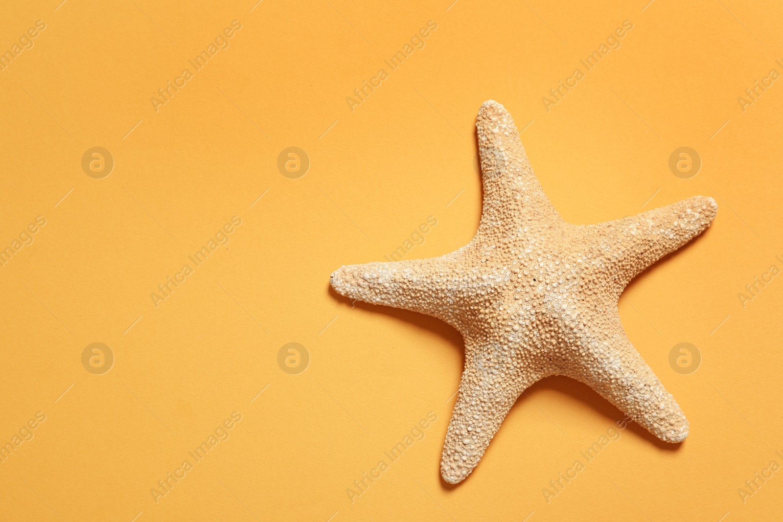 Photo of Beautiful starfish on color background, top view with space for text