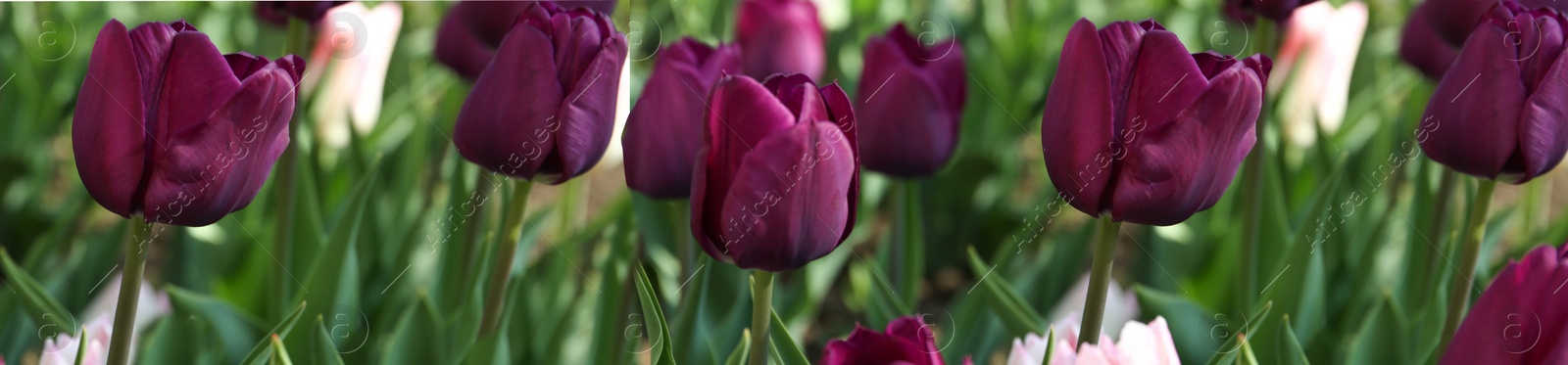 Image of Beautiful blooming tulips outdoors on sunny day. Horizontal banner design