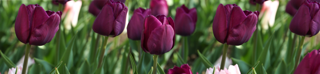 Beautiful blooming tulips outdoors on sunny day. Horizontal banner design