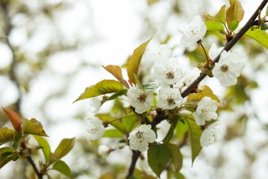 Blossoming cherry tree outdoors on spring day, closeup