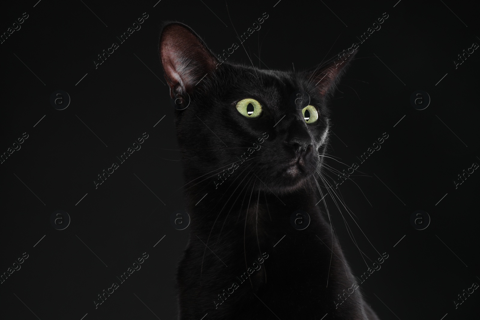 Photo of Adorable cat with green eyes on black background. Lovely pet